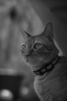 Black and white portrait of a curious domestic cat with captivating eyes, wearing a collar.