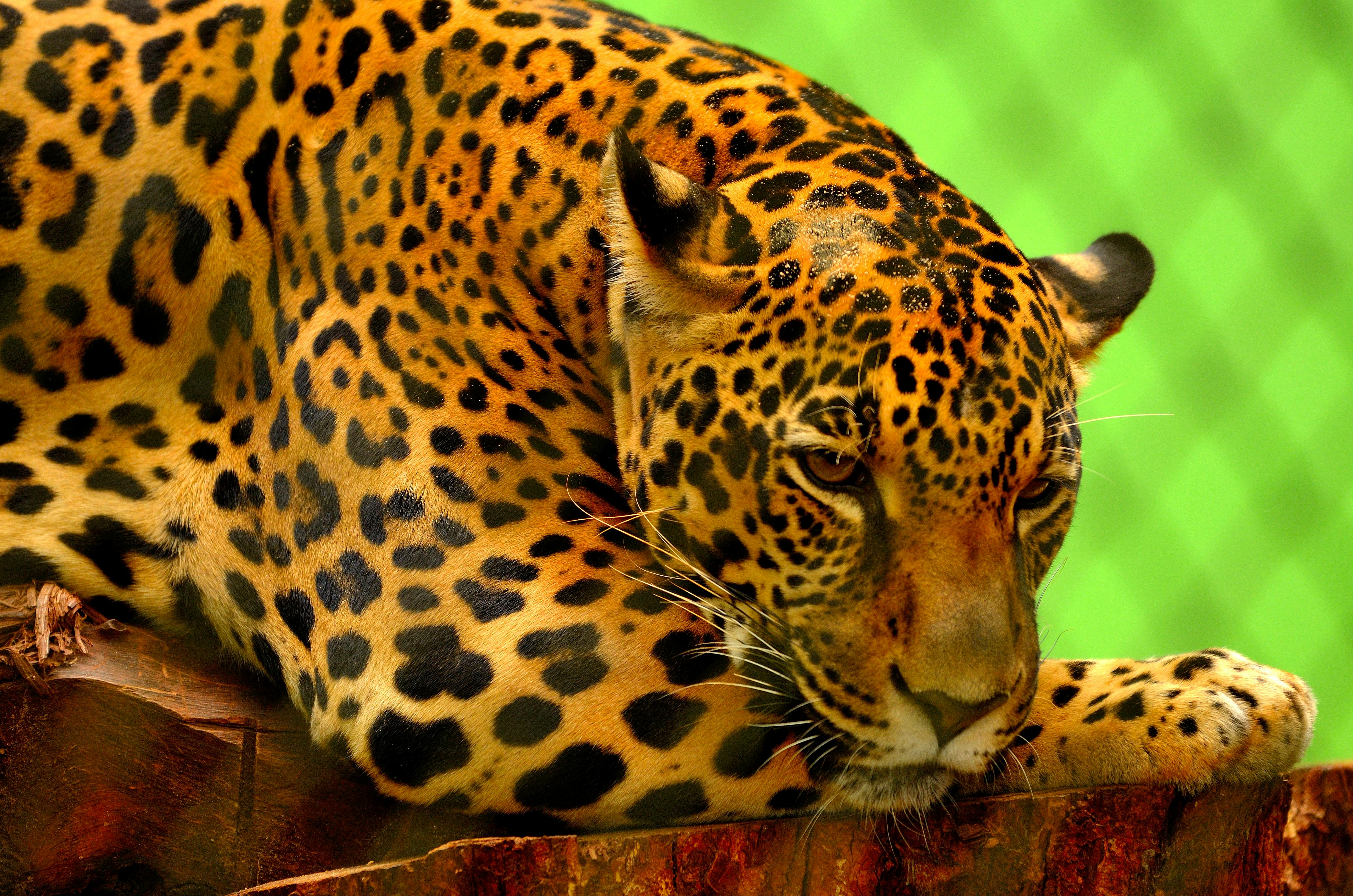 Jaguar Photos Download The BEST Free Jaguar Stock Photos  HD Images