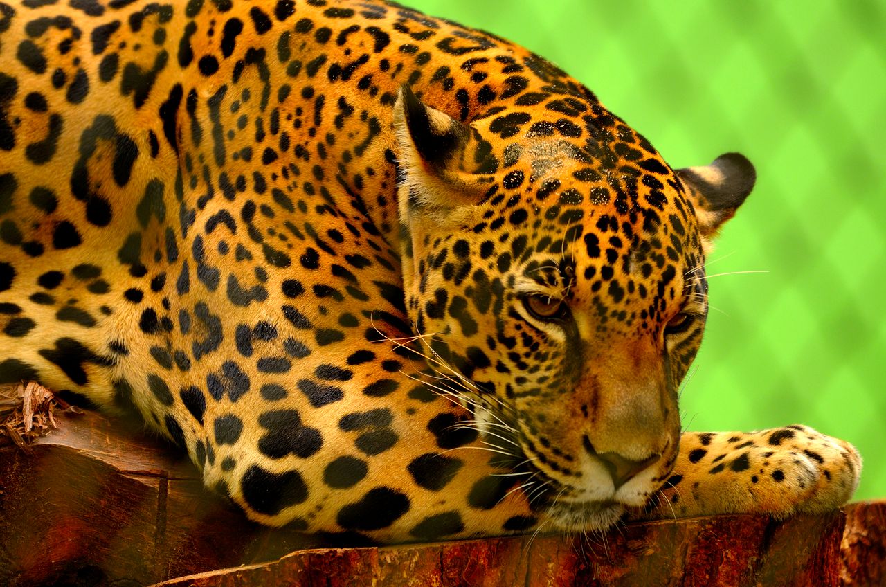 close up of a jaguar with distinctive spotted coat resting in a serene