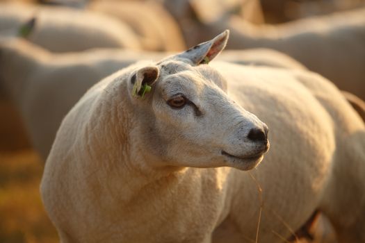 Schaap