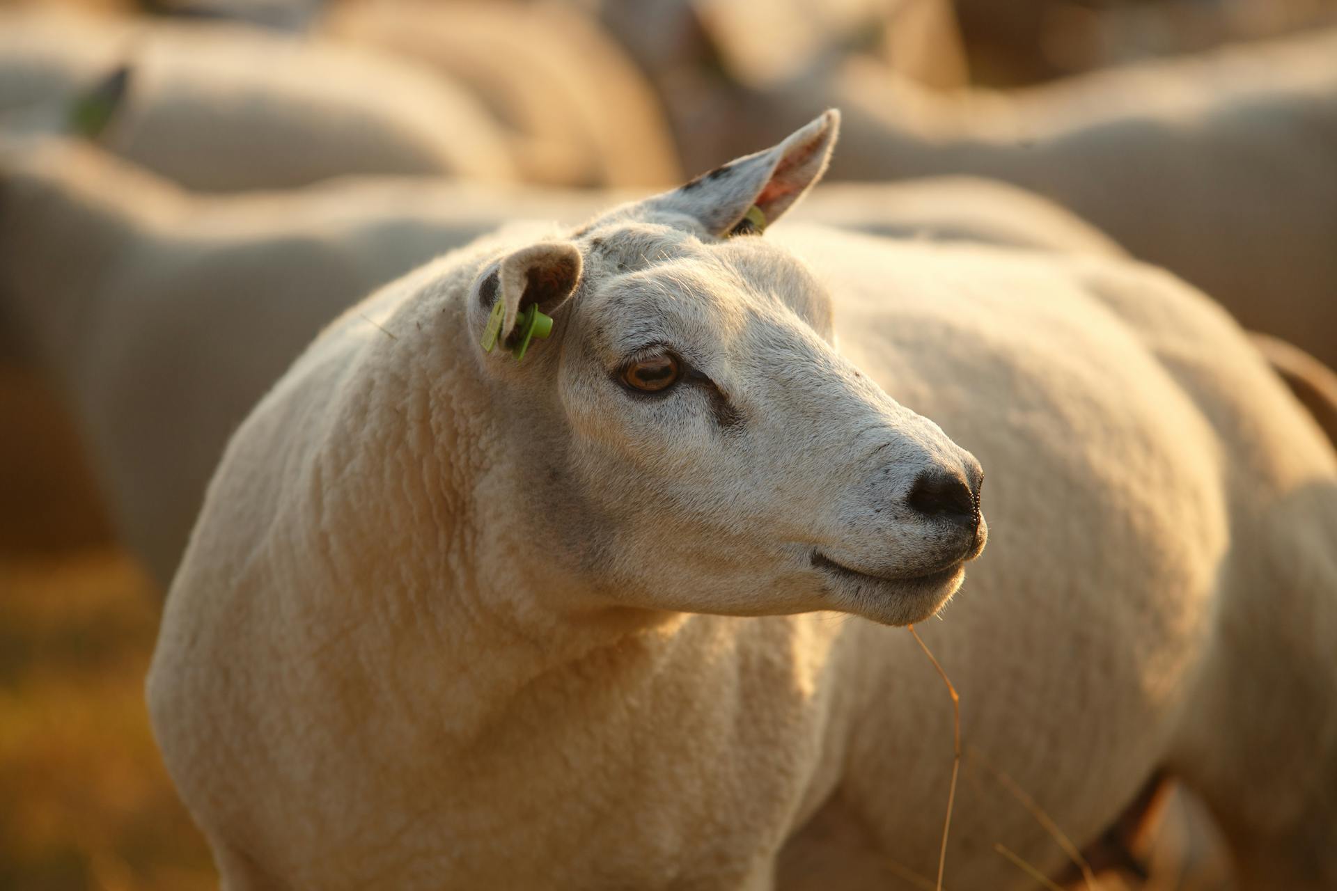 Close-up of a Texel sheep grazing in a sunny Dutch pasture, capturing the serene rural landscape.