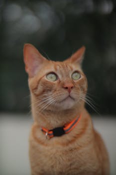 Close-up portrait of a ginger cat with green eyes looking up, wearing a collar.