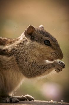 hamster photo