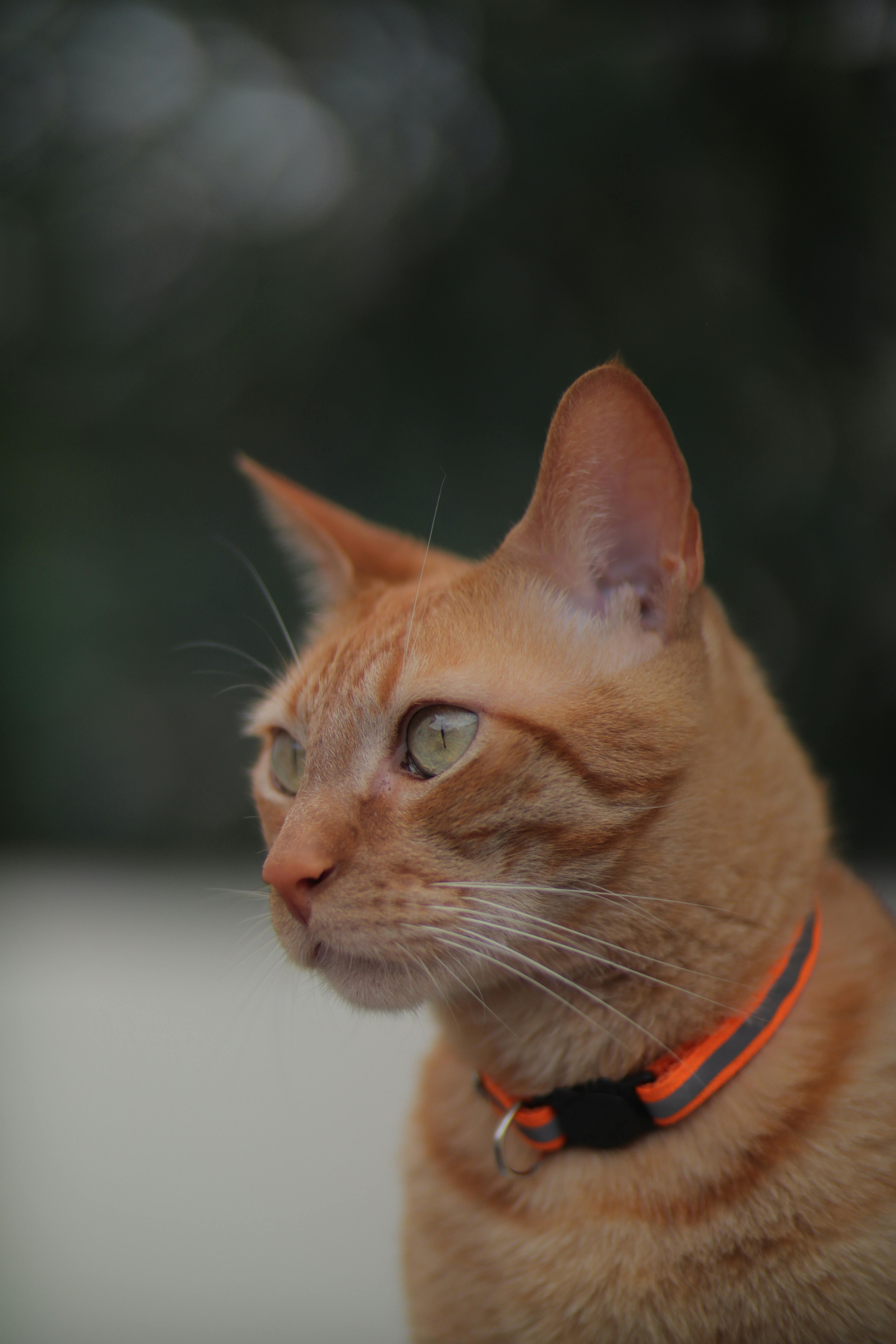 a cat wearing a collar with a green light