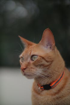 A ginger domestic cat with green eyes and an orange collar gazes thoughtfully indoors.