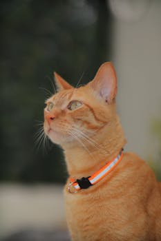 Close-up portrait of a ginger cat with a reflective collar, gazing upward outdoors.