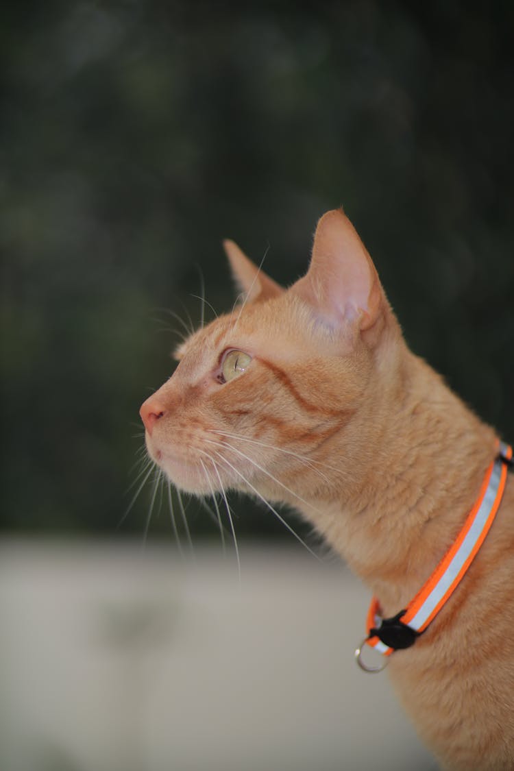 A Cat Wearing A Collar With A Orange And White Stripe