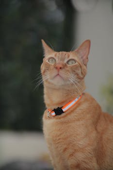 Close-up of an attentive orange tabby cat with a reflective collar gazing upwards.