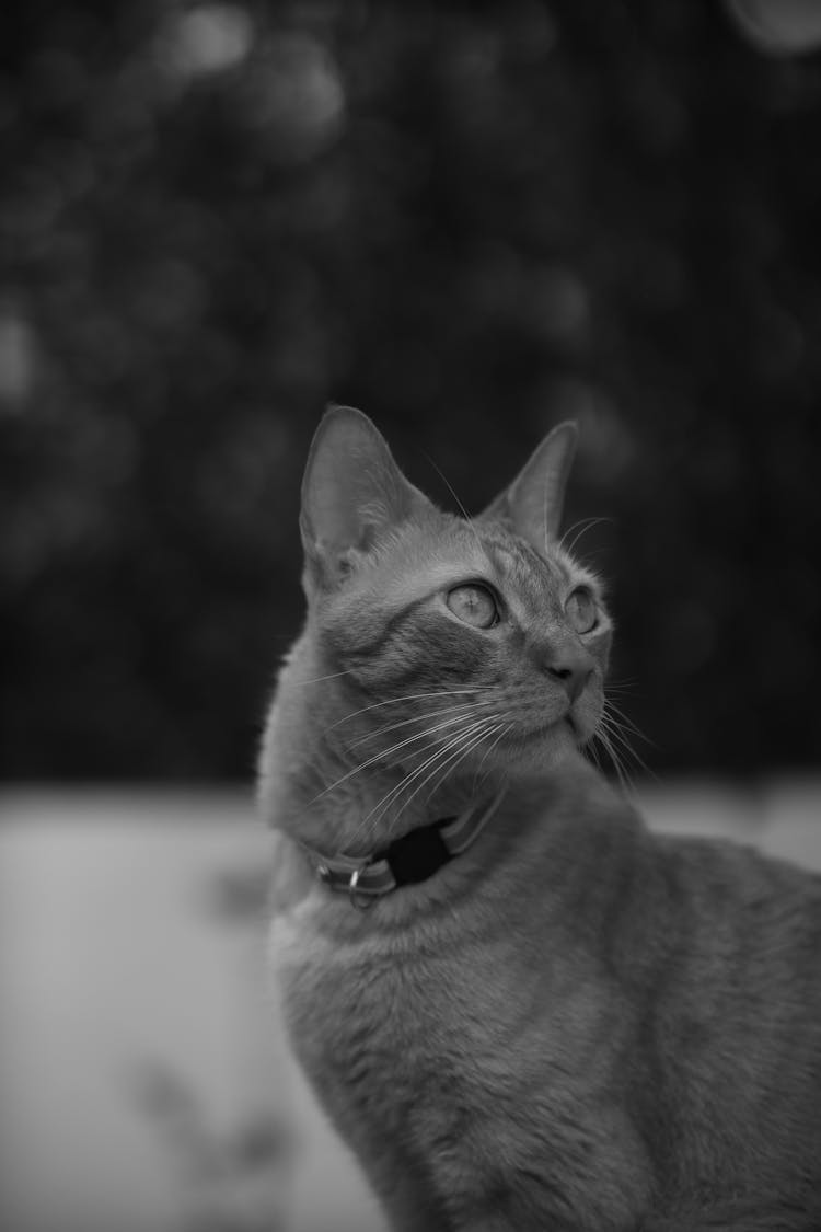 A Black And White Photo Of A Cat