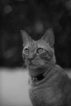 Artistic black and white portrait of a ginger cat wearing a collar, looking curious.