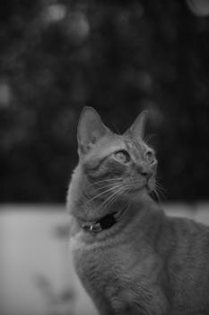 Captivating black and white photo of a domestic cat looking away with a bokeh background.