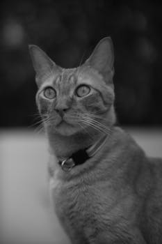 A striking black and white portrait of a domestic cat captured with a Canon EOS M50.