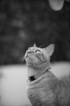 A beautiful gray domestic cat looking up with curiosity, captured in a black and white portrait.