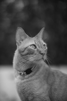 Close-up black and white portrait of a domestic cat looking curious.