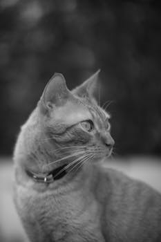 Elegant black and white portrait of a domestic cat gazing into the distance.