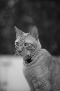 Black and white portrait of a domestic shorthair cat, highlighting its graceful features.
