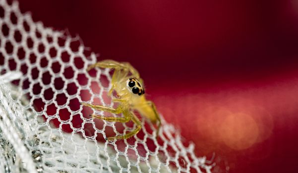 Detailed macro shot of a jumping spider on mesh with a vibrant red background.