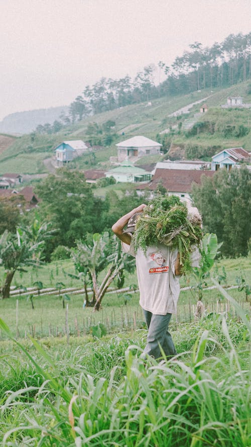 A Man Carrying Crops 