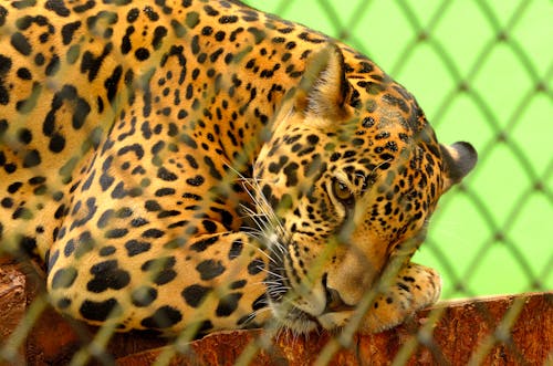 Leopard on Cage in Closeup Photography