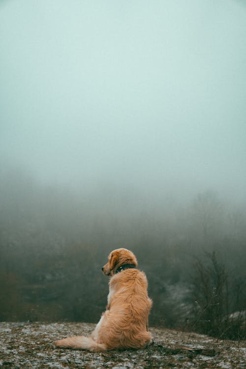 Fog over Sitting Dog