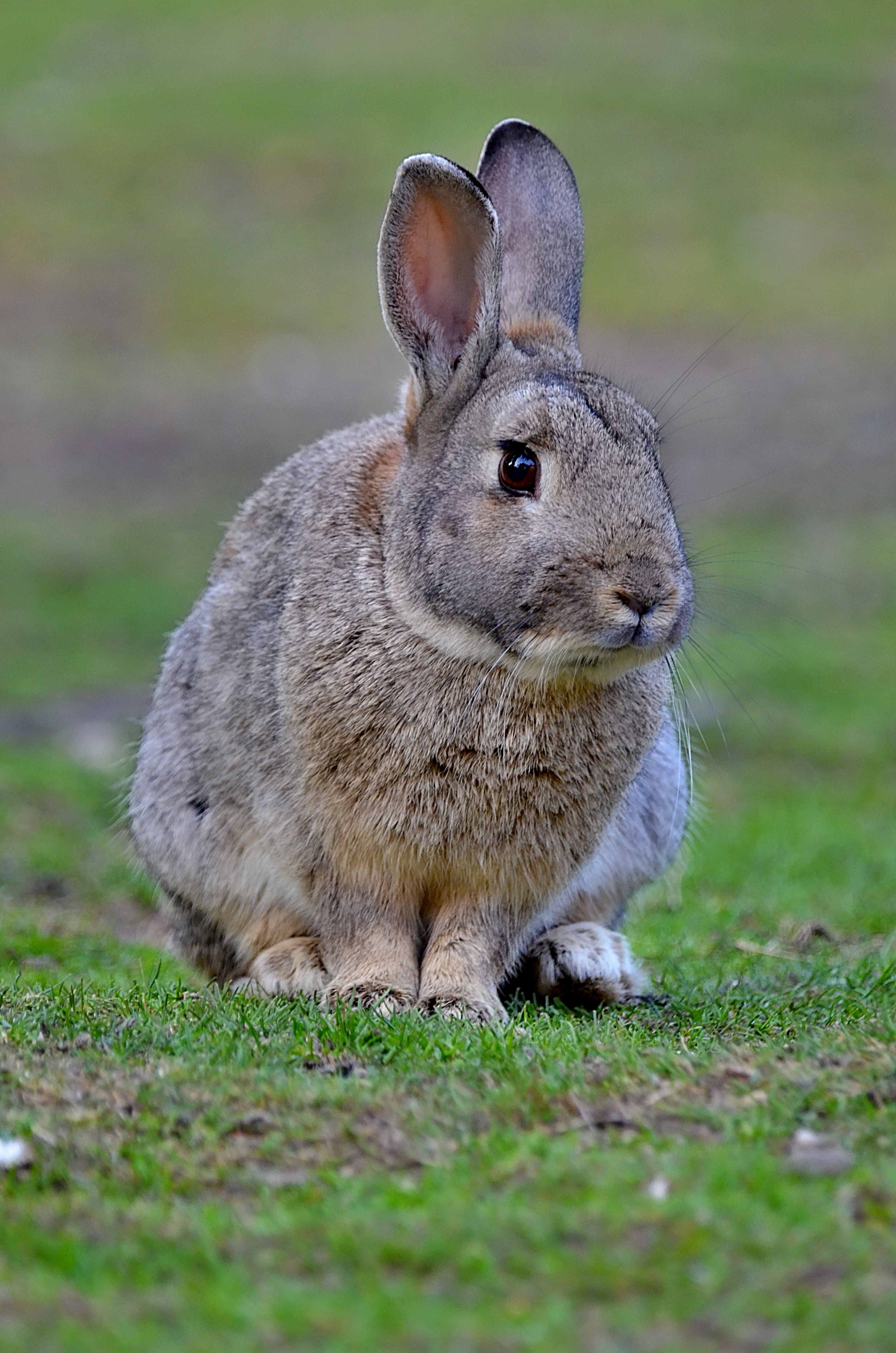 Rabbit on Ground · Free Stock Photo