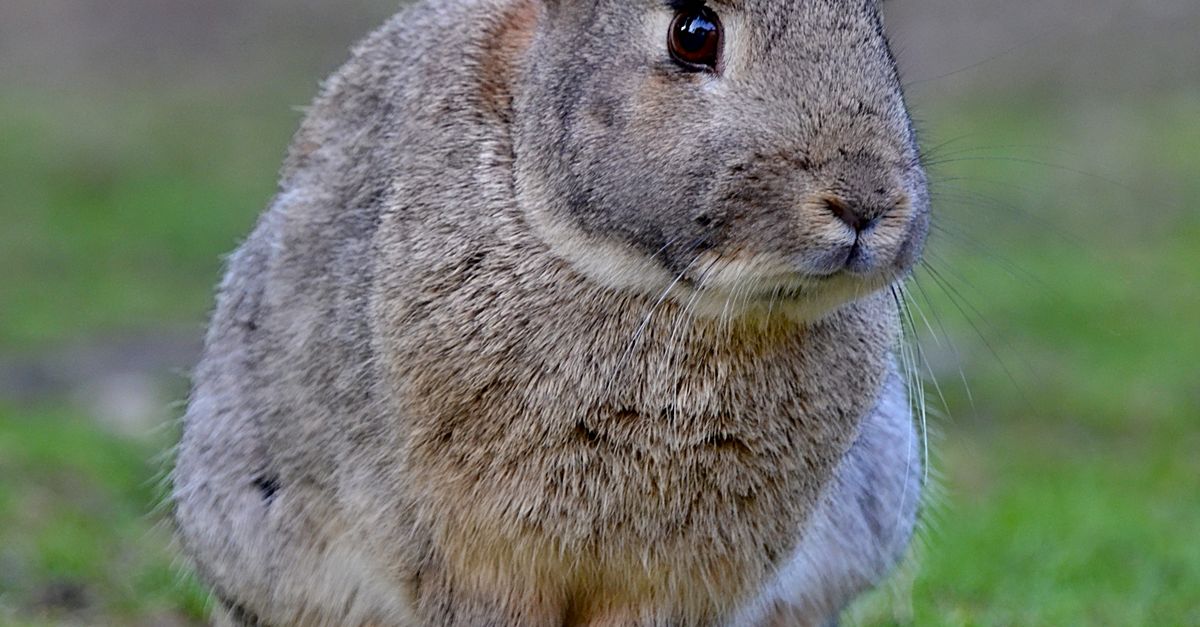 Rabbit on Ground · Free Stock Photo