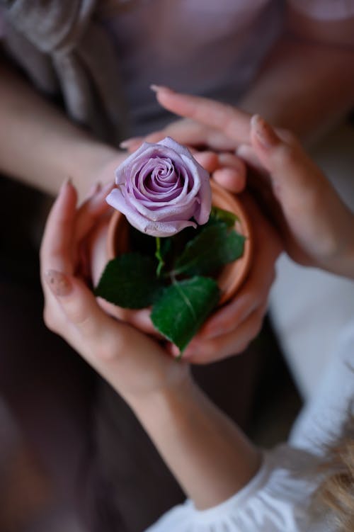 免费 一对相爱的情侣手中的花盆里放着紫玫瑰。植物护理 素材图片