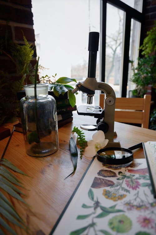 bitkibilim, bitkiler, Biyoloji içeren Ücretsiz stok fotoğraf