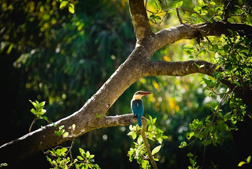 A Stork-Billed Kingfisher on a Branch