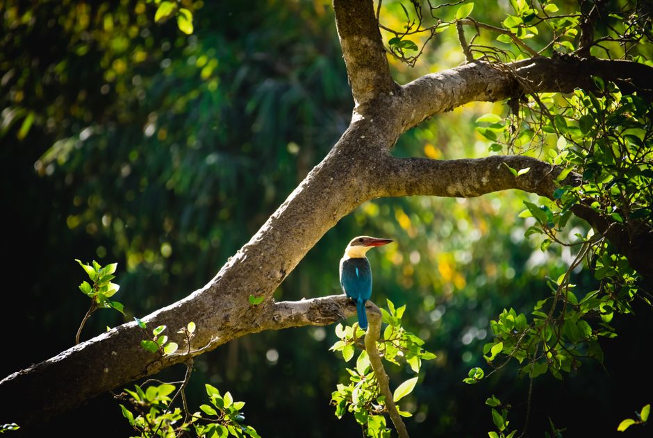 Stork-billed Kingfisher perched on a branch in the lush Kanha forest, India.