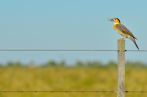 Black White Yellow and Gray Bird Standing on Brown Wooden Fence during Daytime