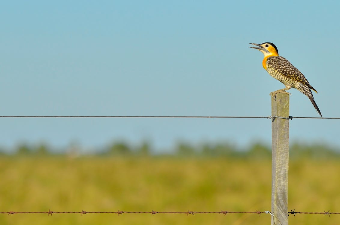 Free Black White Yellow and Gray Bird Standing on Brown Wooden Fence during Daytime Stock Photo