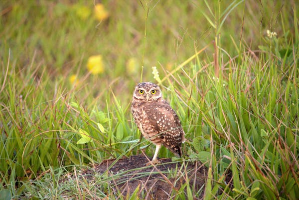 8k Owl Wallpaper Photos, Download The BEST Free 8k Owl Wallpaper Stock ...