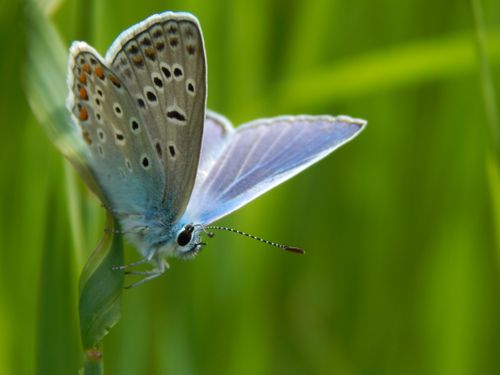 Free A delicate blue butterfly perched on a green leaf during summer, showcasing nature's beauty. Stock Photo
