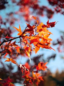 Close-up of red maple leaves in fall, showcasing autumn's vibrant colors.