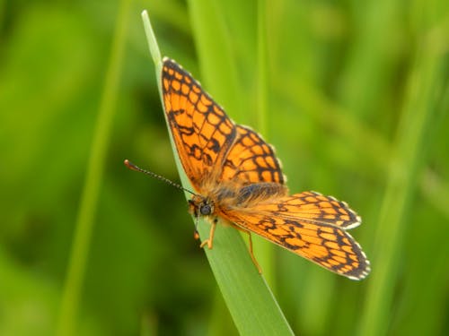 Close-up of an Orange Butterfly Sitting on a Blade of Grass
