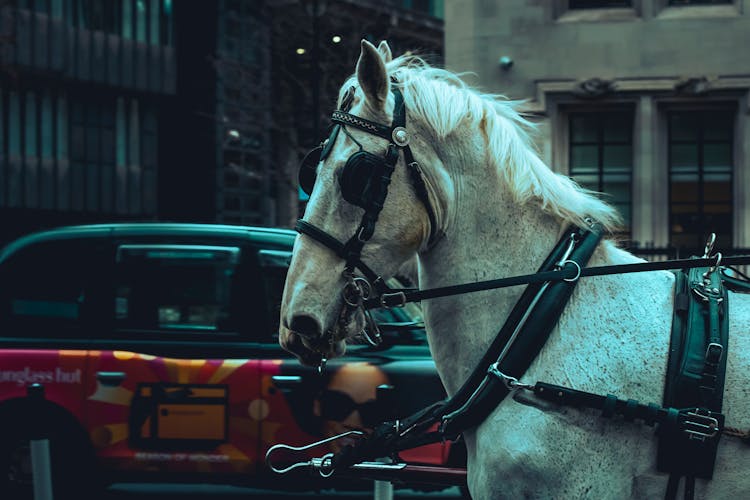 Horse Near Car In Town