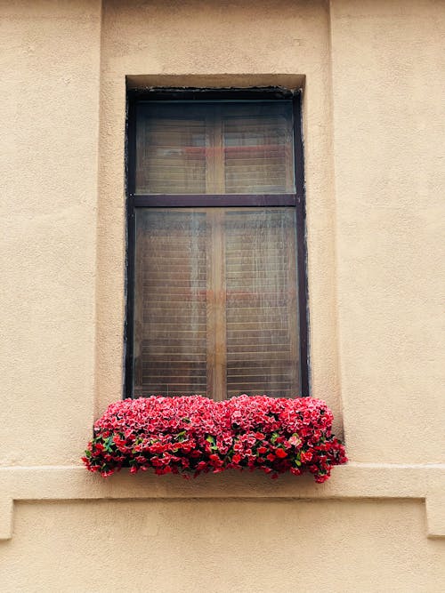 Základová fotografie zdarma na téma budova, detail, květiny