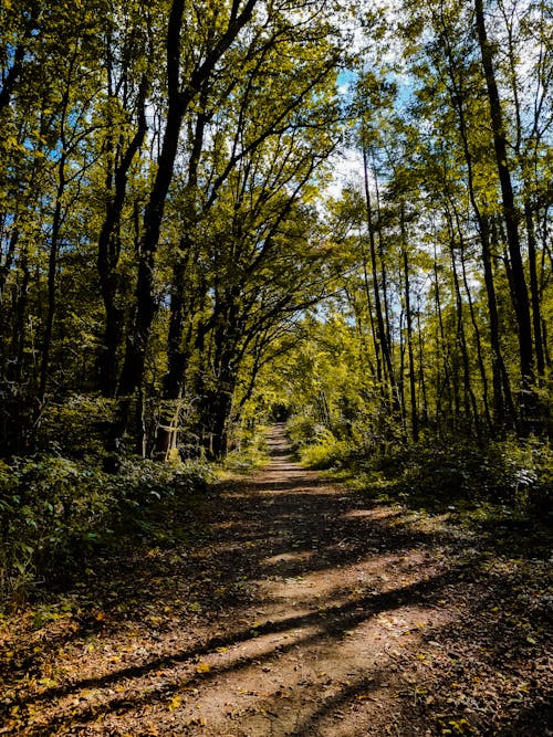 Dirt Road Through the Forest