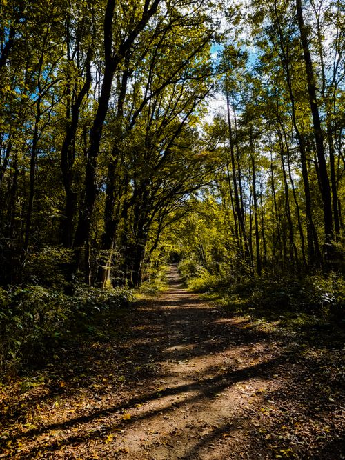 Free Tranquil dirt path through a sunlit forest, perfect for nature lovers seeking peace. Stock Photo