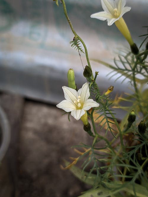 Free stock photo of flower basket, moody