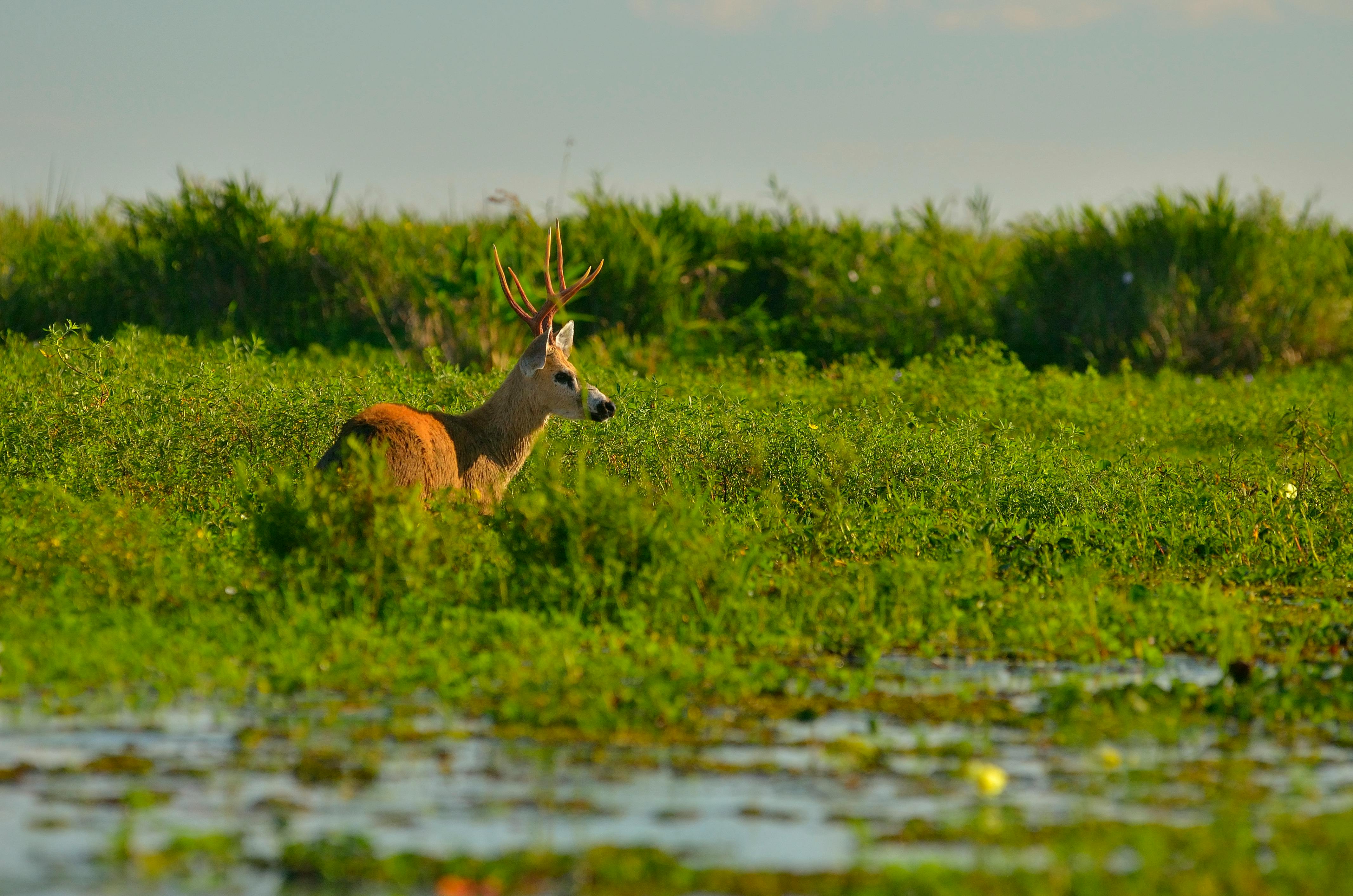 Iberá Wetlands