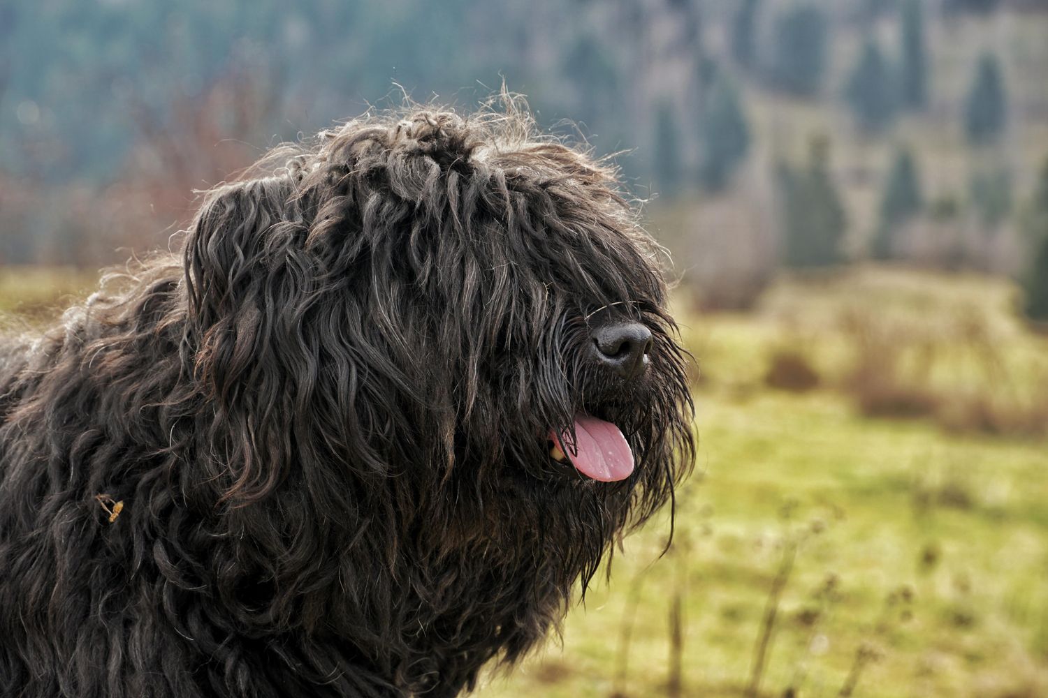 Adult Bouvier des Flandres portrait, photo on Pexels