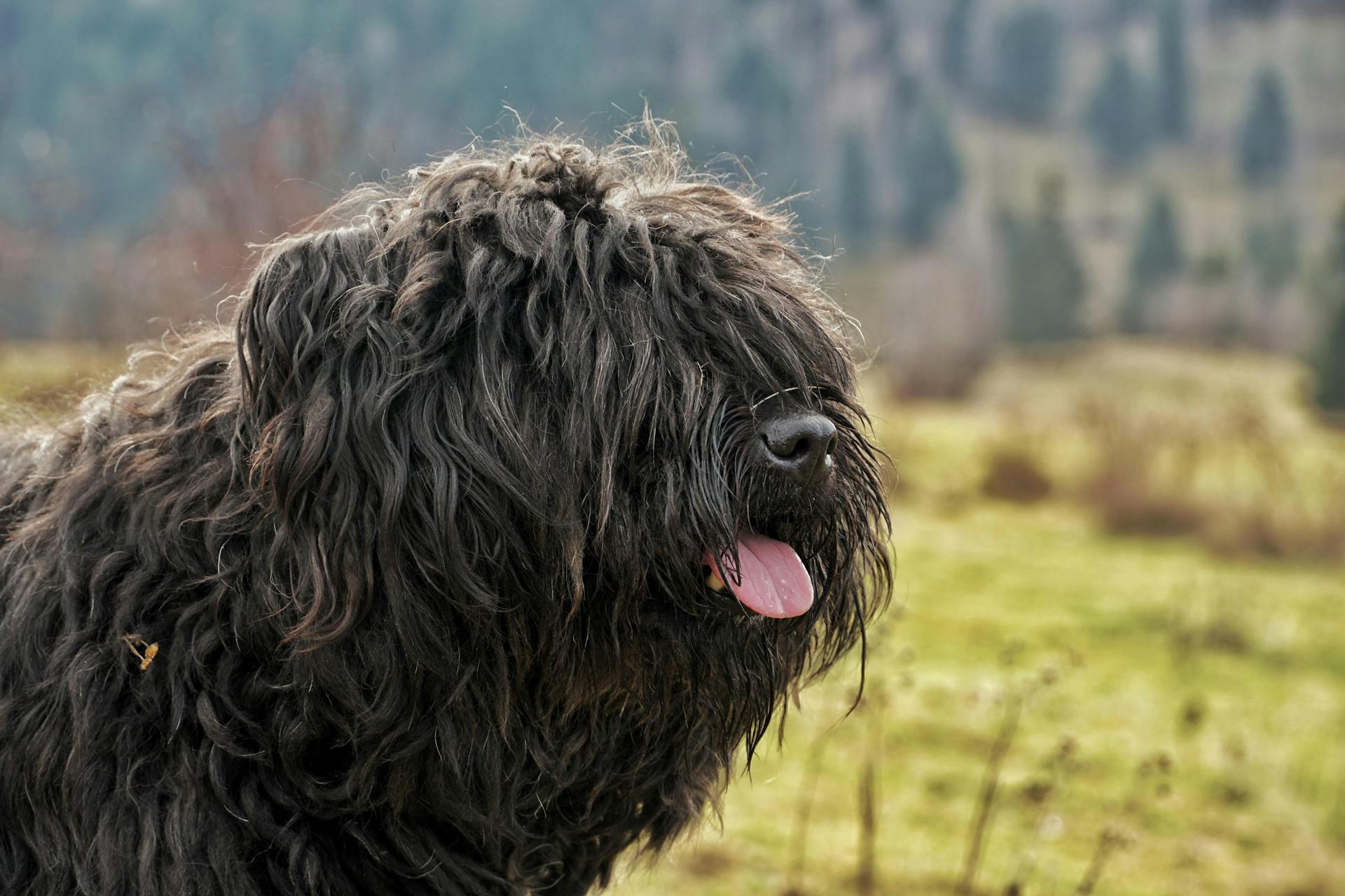 Närbild av en långhårig svart hund