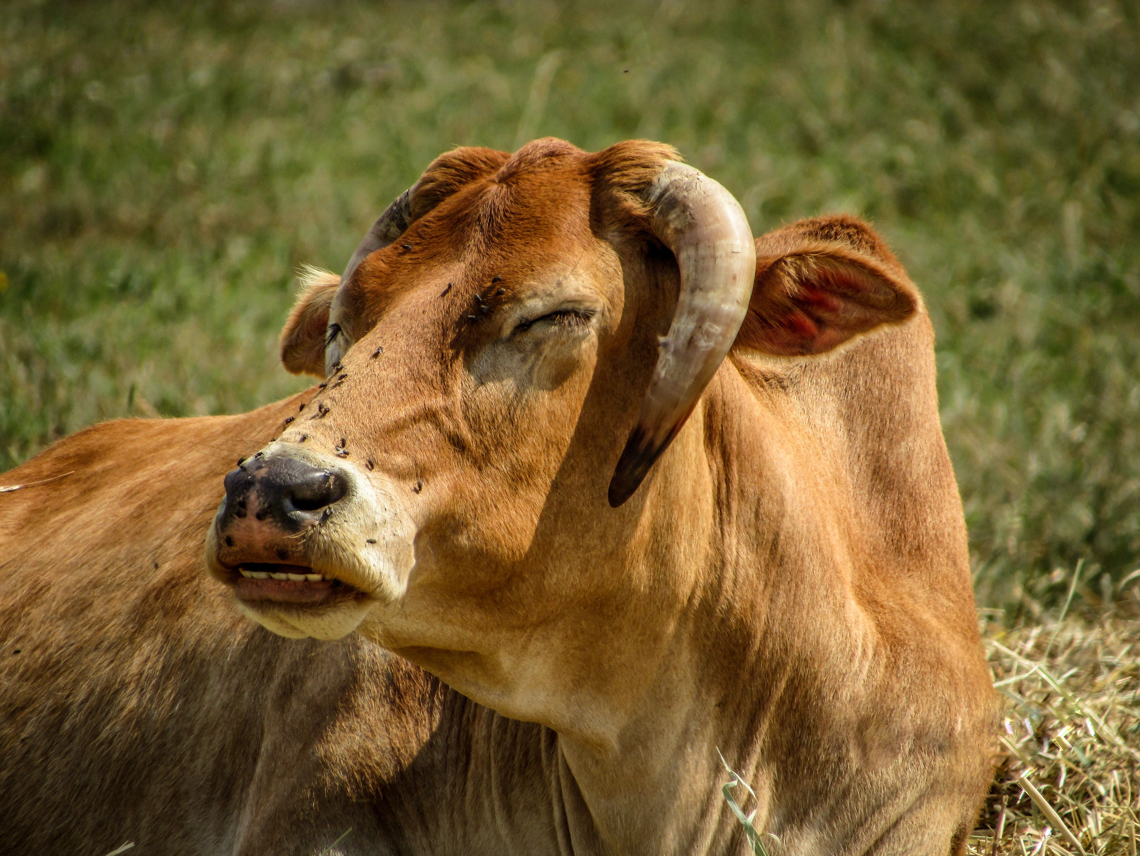 Close-up of a Brown Cow Lying on a Pasture · Free Stock Photo