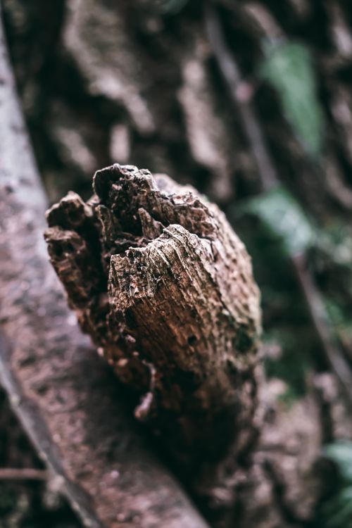 Free Detailed close-up of rough tree bark texture in a natural outdoor setting. Stock Photo