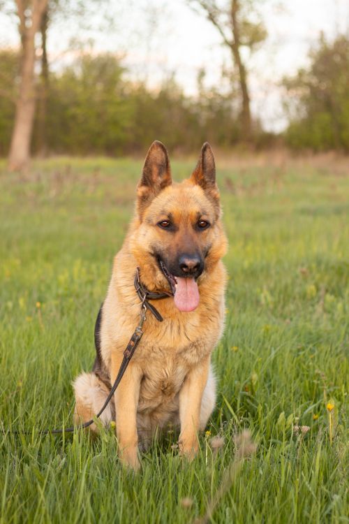 Free A beautiful German Shepherd with its tongue out, seated in a grassy park in Украинка. Stock Photo