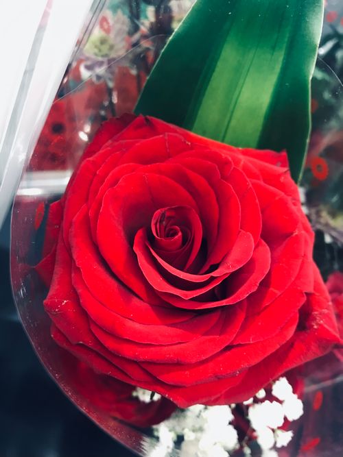 Free stock photo of 14 feb flower, background flowers, fresh flowers Stock Photo