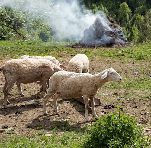 Fotos de stock gratuitas de agricultura, animales, ardiente