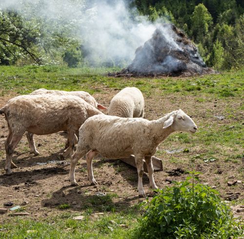 Free Sheep grazing in a pastoral countryside setting with smoke rising in the background. Stock Photo